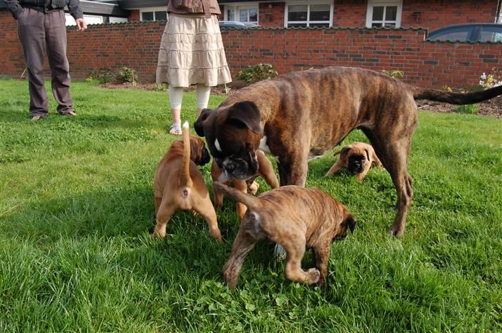 Boxer Bonnie **RIP** billede 10