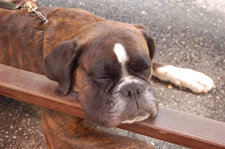 Boxer Bonnie **RIP** billede 11