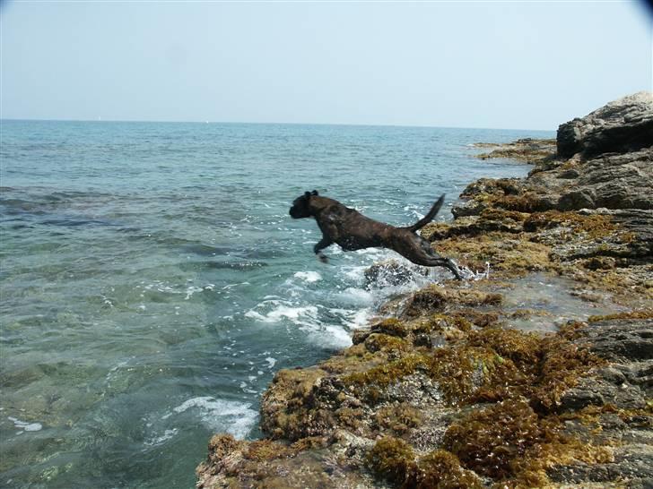 Boxer Bonnie **RIP** billede 12