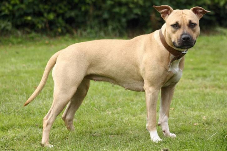 Amerikansk staffordshire terrier *UniQue* <3 Himmelhund <3 - True Staff´s Roll Royce, aka UniQue billede 17