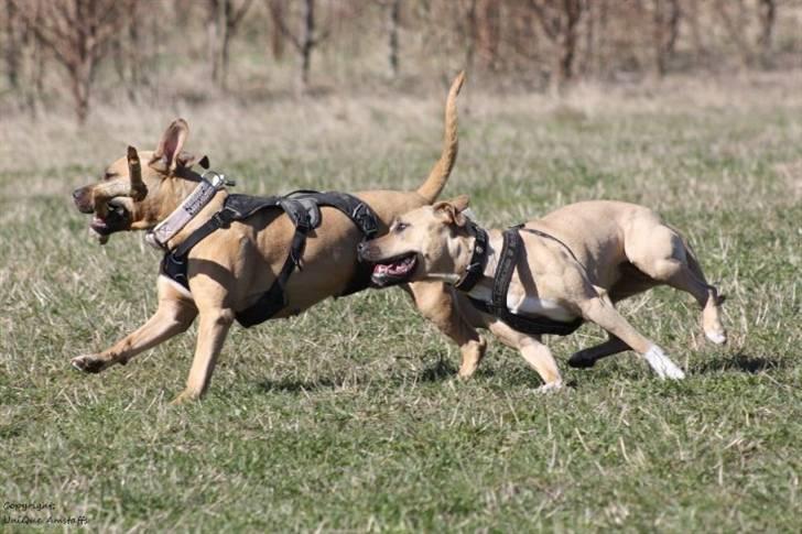 Amerikansk staffordshire terrier *UniQue* <3 Himmelhund <3 - Gucci & UniQue leger pind billede 18