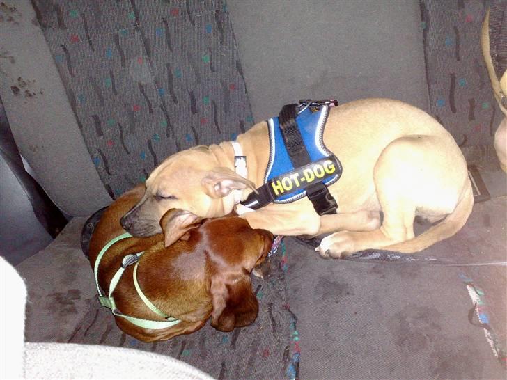 Amerikansk staffordshire terrier *UniQue* <3 Himmelhund <3 - Lui & UniQue gået kold på vej hjem fra skoven billede 19