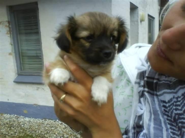 Blanding af racer Brutus - sådan så jeg ud af jeg kom med hjem til min ny mor og far. alder 8 uger billede 1