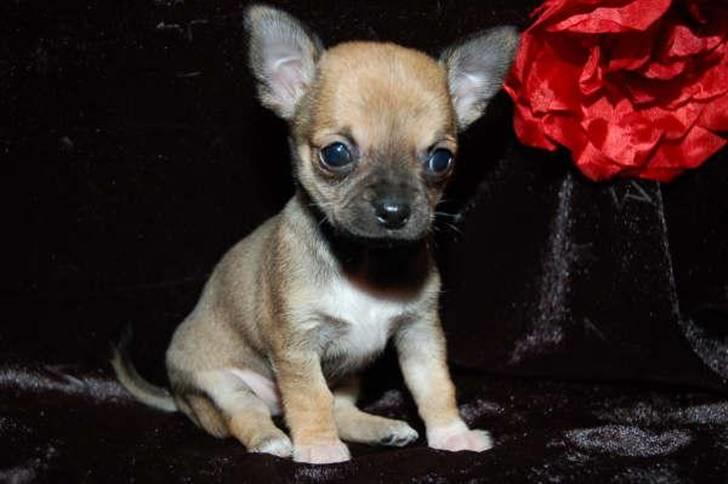 Chihuahua Lille puslings FRIDA - charmerende??? billede 1
