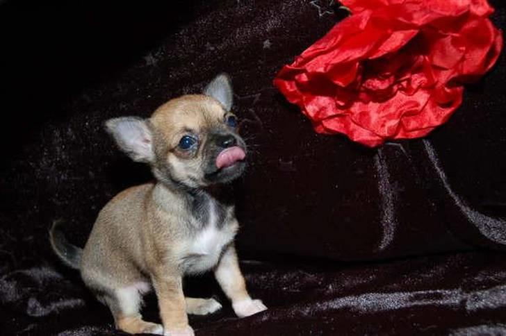 Chihuahua Lille puslings FRIDA - lille dejlige mig billede 2