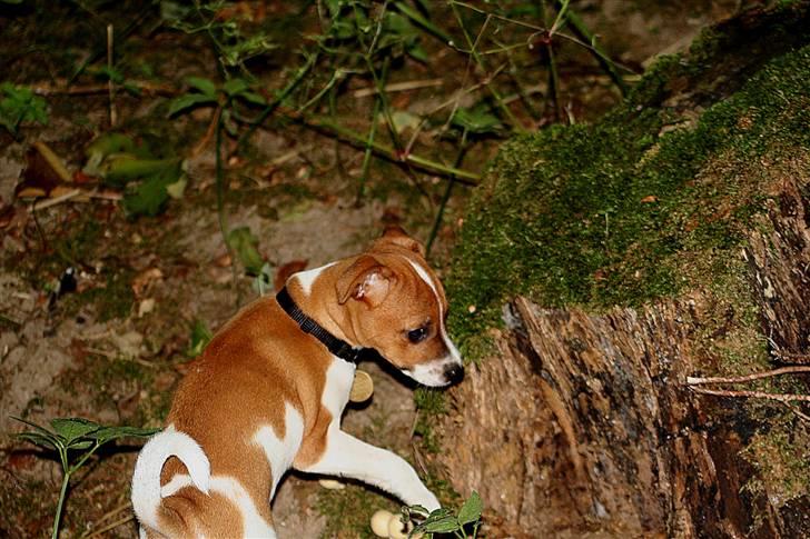 Dansk svensk gaardhund Felix - Felix, første gang i en skov billede 20