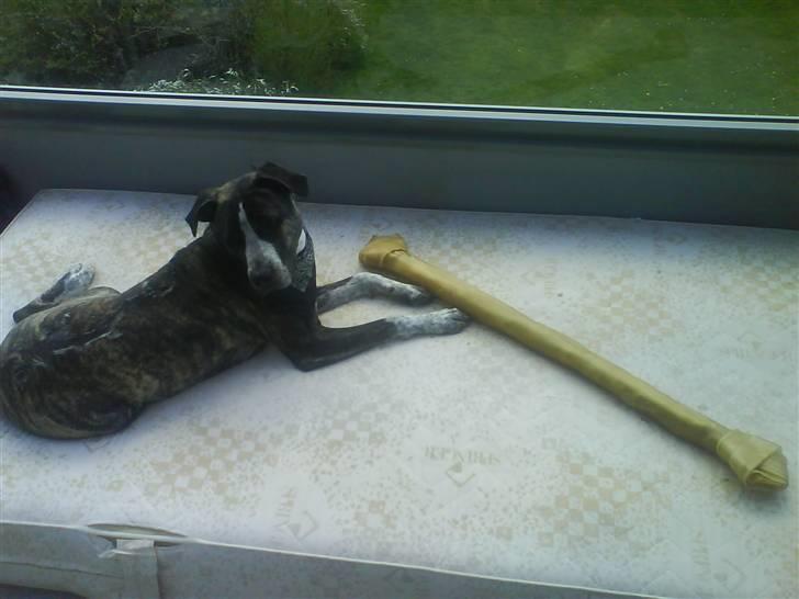 Blanding af racer Oompa - Mums .. Mor og far havde guf med hjem fra Calles =) billede 5