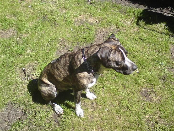 Blanding af racer Oompa billede 6