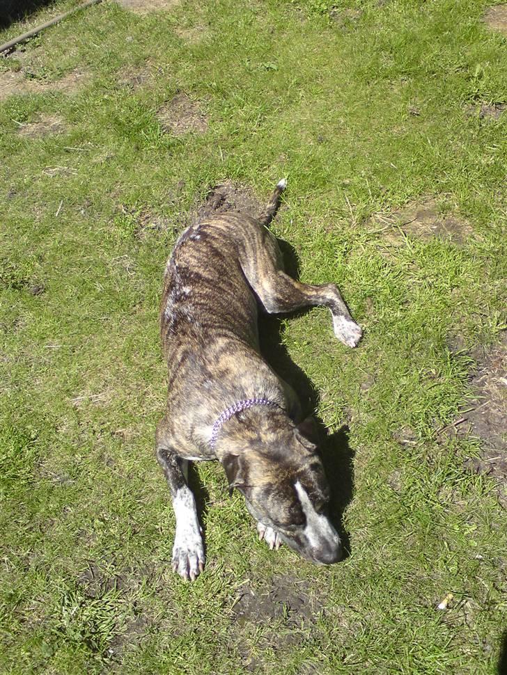 Blanding af racer Oompa - dyt båt vovse =) billede 8