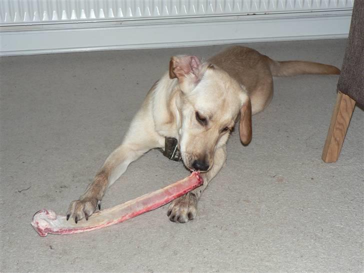 Blanding af racer Liva (Himmelhund)  - Liva med sit første "rigtige" ben på sin 6 måneders fødselsdag billede 18