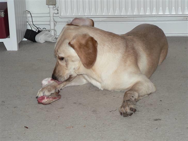 Blanding af racer Liva (Himmelhund)  - Liva med sit første "rigtige" ben på sin 6 måneders fødselsdag billede 19