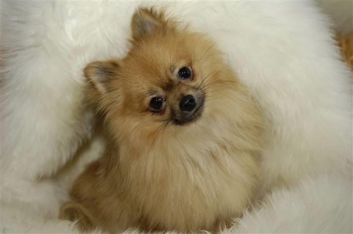 Pomeranian Malik R.I.P - Se hvor sød jeg er billede 3