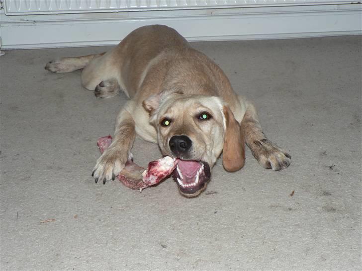 Blanding af racer Liva (Himmelhund)  - Liva med sit første "rigtige" ben på sin 6 måneders fødselsdag billede 20