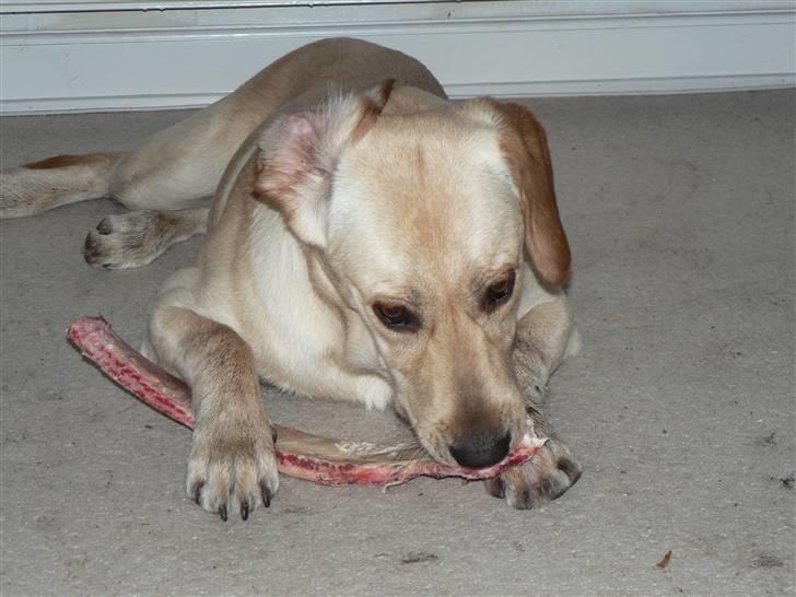 Blanding af racer Liva (Himmelhund)  - Liva med sit første "rigtige" ben på sin 6 måneders fødselsdag billede 21