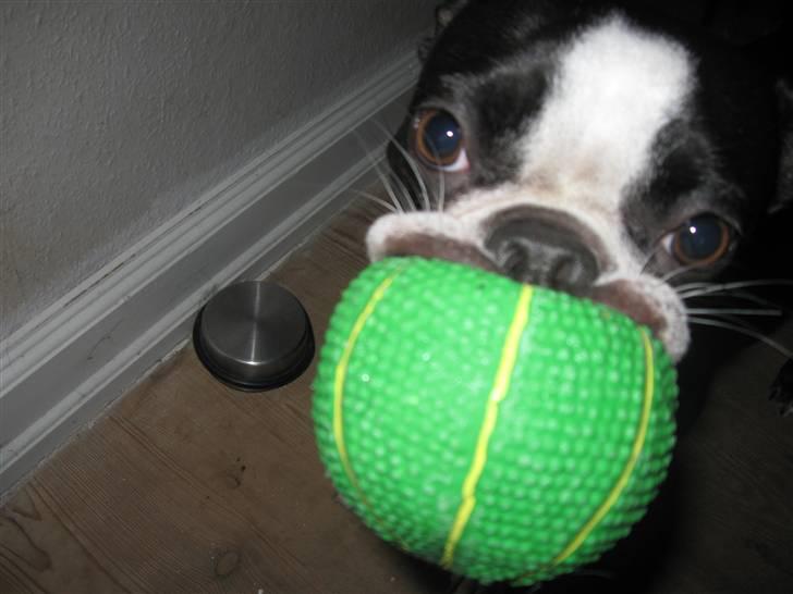 Boston terrier Asta billede 20