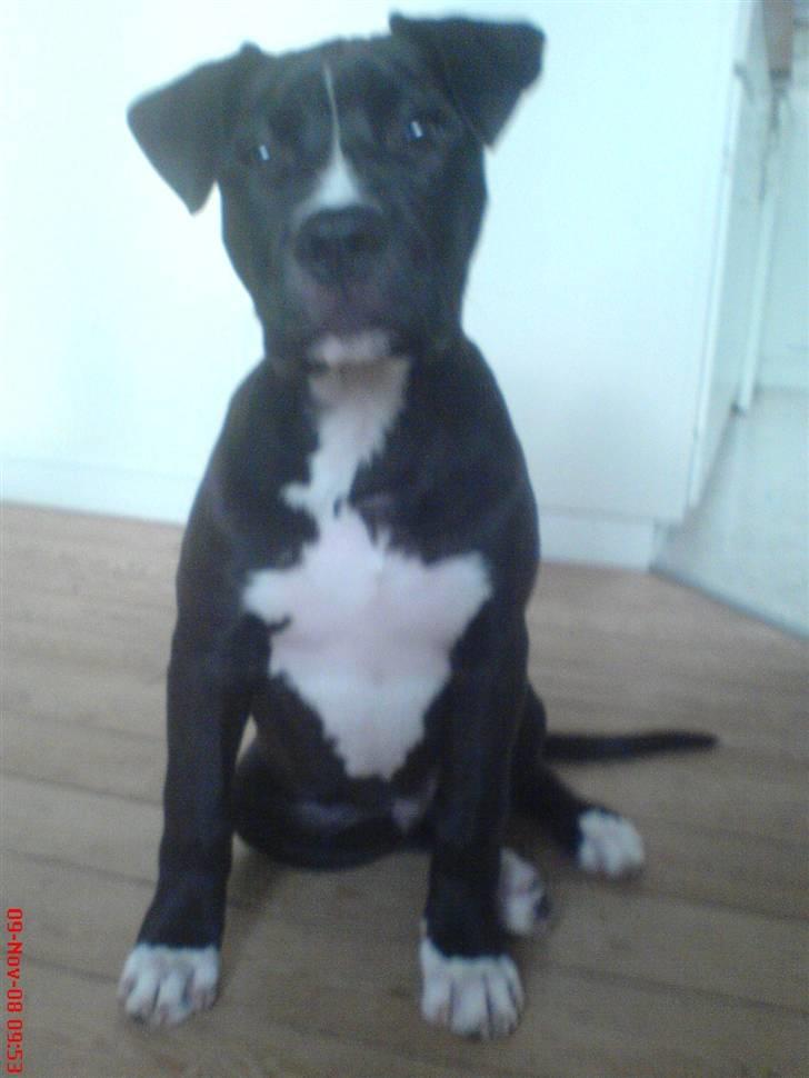 Blanding af racer Santos  R.I.P billede 5