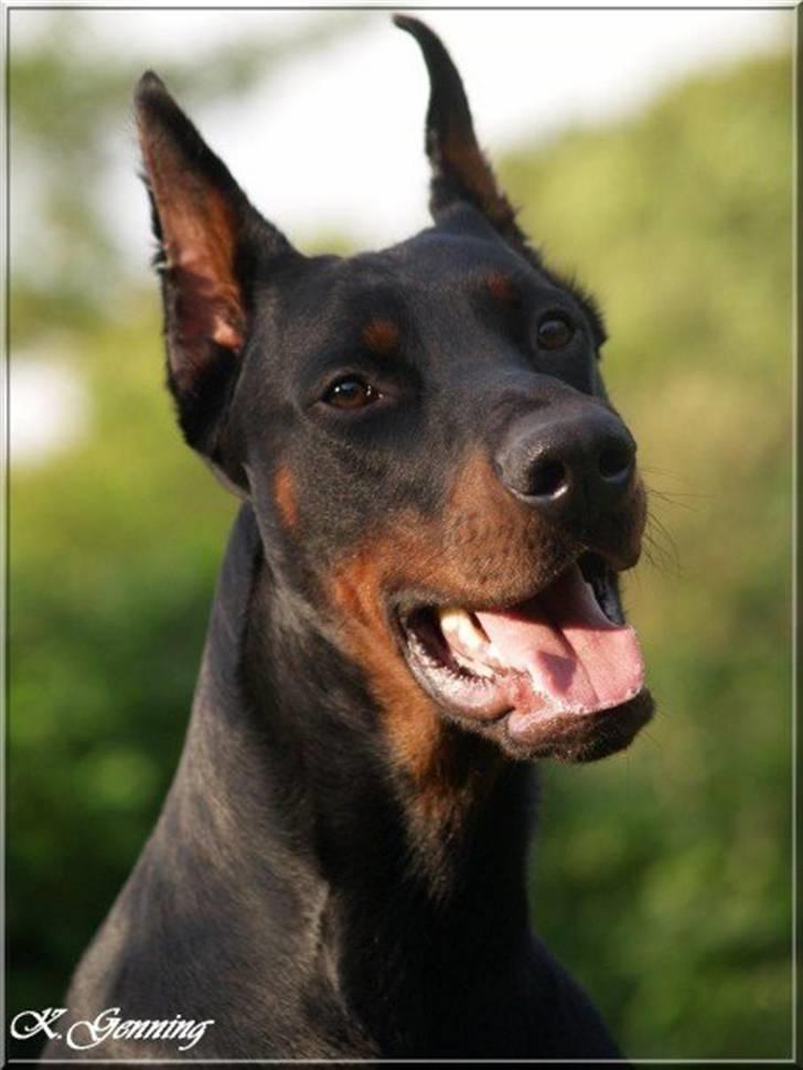 Dobermann Miko di Altobello - Smuk dreng billede 1