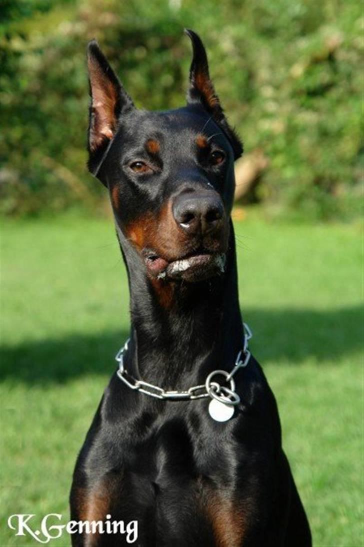 Dobermann Miko di Altobello billede 2