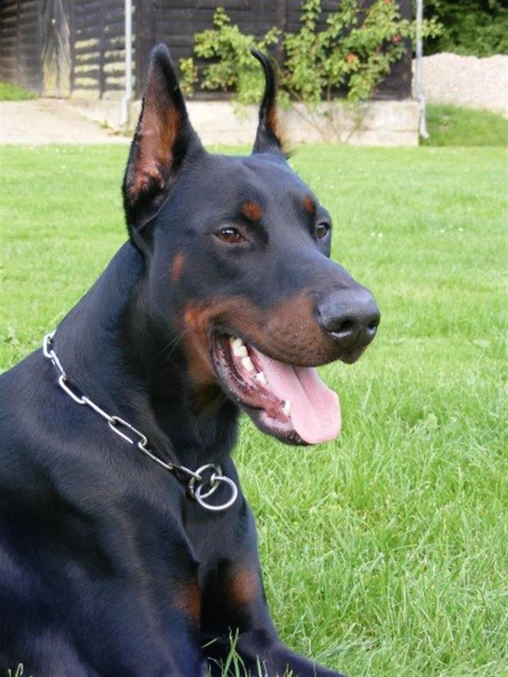 Dobermann Miko di Altobello billede 3