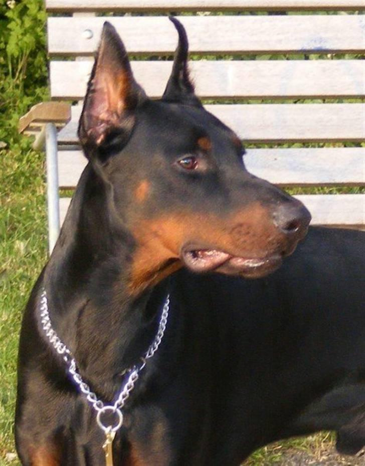 Dobermann Miko di Altobello billede 5