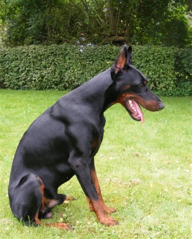 Dobermann Miko di Altobello billede 6