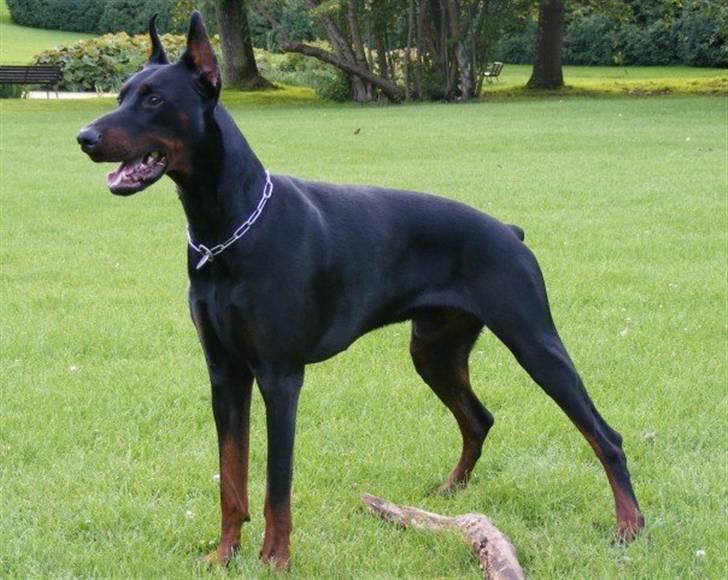 Dobermann Miko di Altobello billede 7