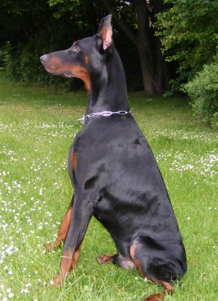 Dobermann Miko di Altobello billede 8