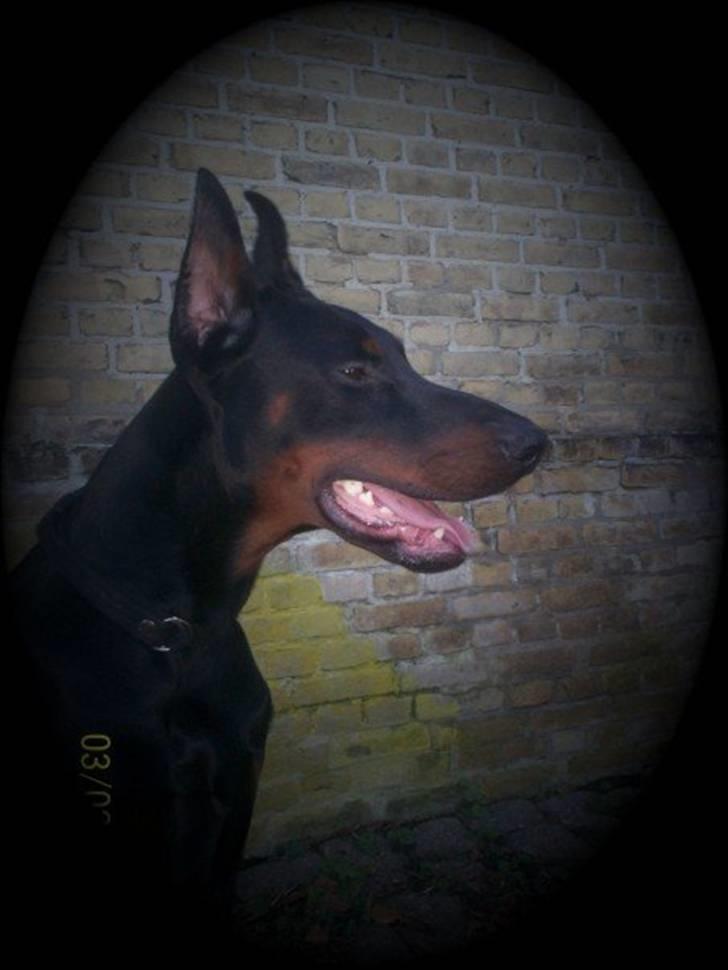 Dobermann Miko di Altobello billede 9