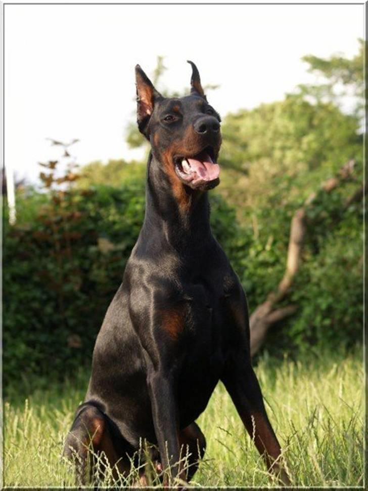 Dobermann Miko di Altobello billede 10