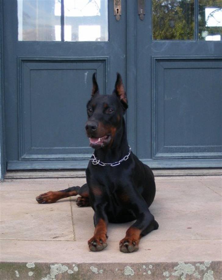 Dobermann Miko di Altobello - Miko i Bernstorffsparken foran det store hvide slot - her vogter jeg.... billede 11