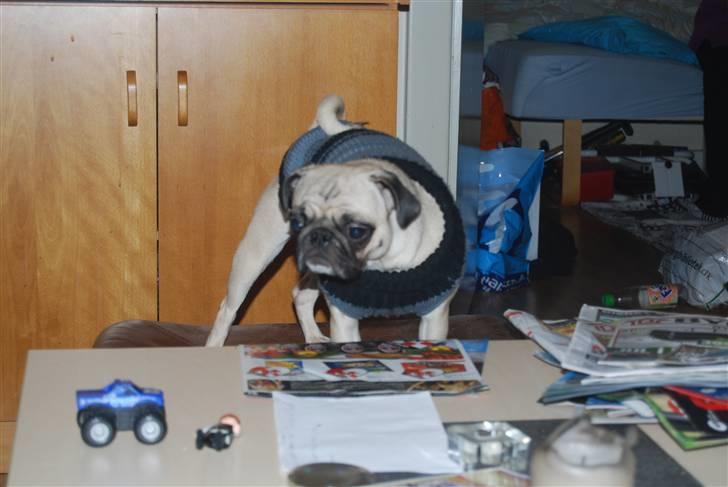 Mops Lola - Ja man er vidst lidt nysgerrig ;) billede 16