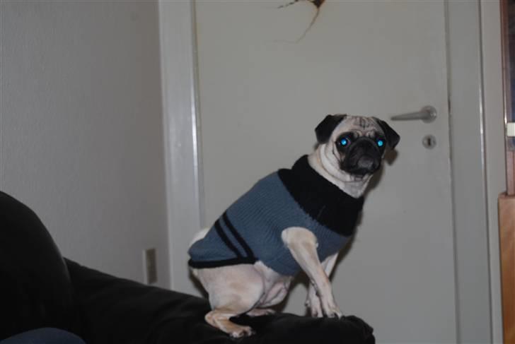 Mops Lola - Lige et hurtig smut forbi Farmor iklædt hendes dejlige varme sweater ;) ´Fin Dame´ :D billede 17