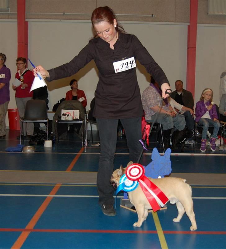 Fransk bulldog Boris billede 12