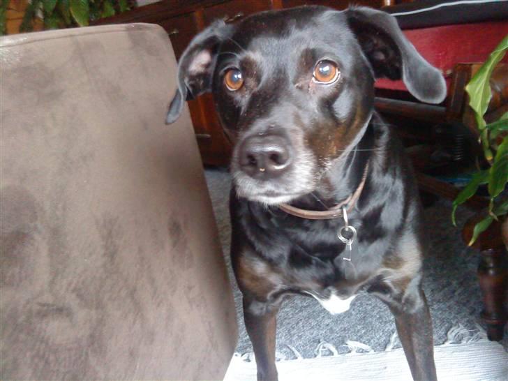 Blanding af racer Loppe billede 1