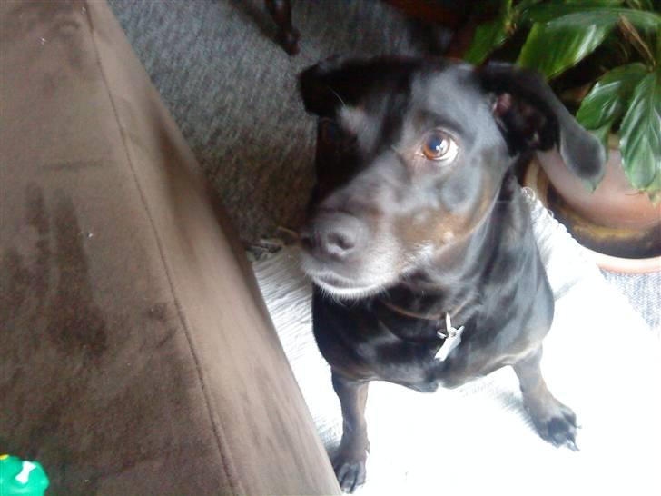 Blanding af racer Loppe billede 2