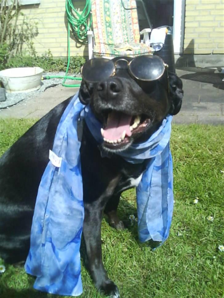 Blanding af racer Loppe billede 3