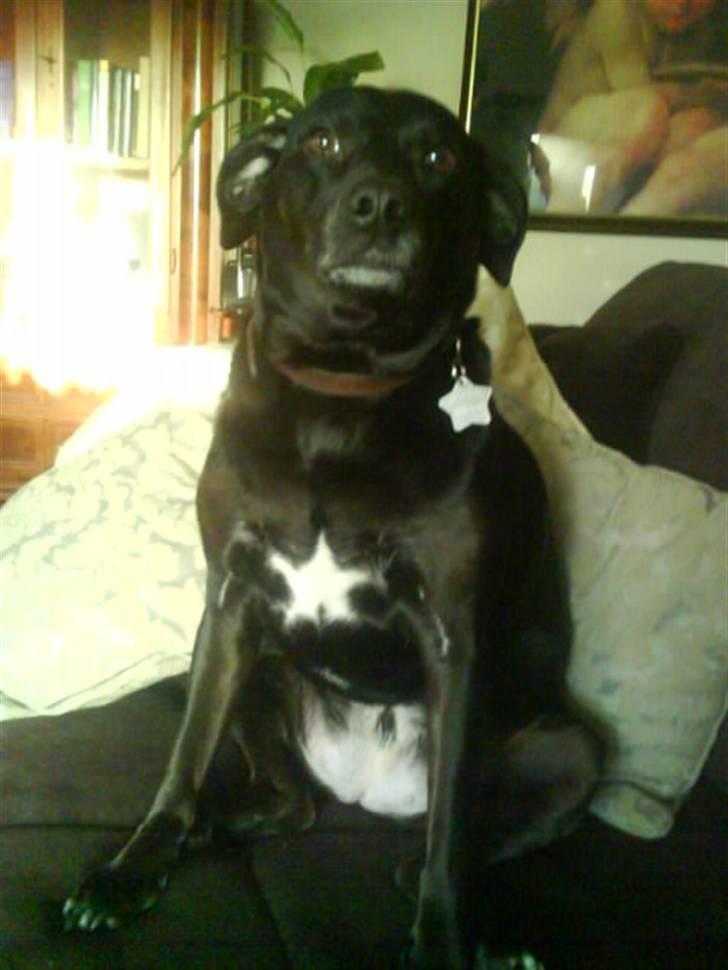 Blanding af racer Loppe billede 4