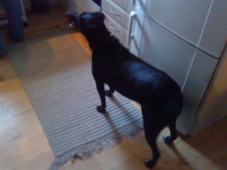 Blanding af racer Loppe billede 5