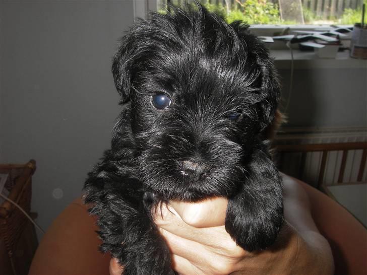 Dvaergschnauzer Mille - Okay her er jeg lidt hængt op. billede 1