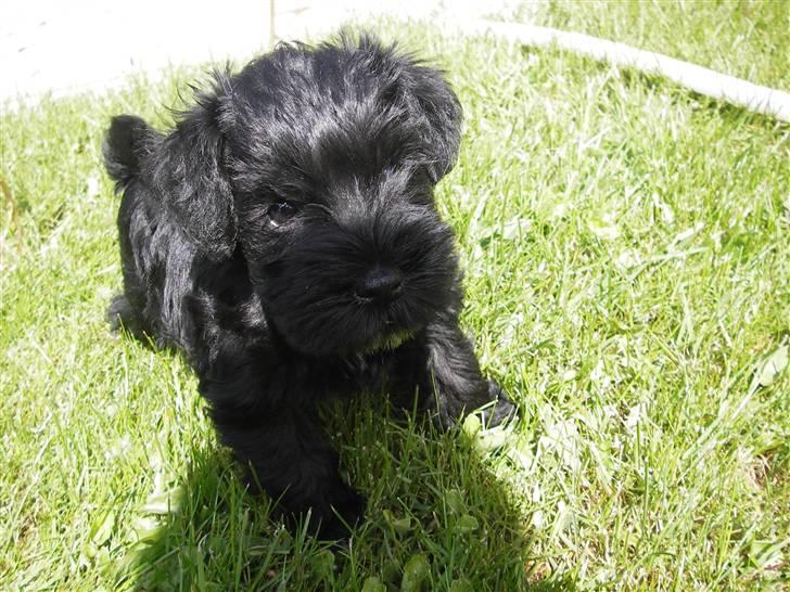 Dvaergschnauzer Mille - Dejligt at kunne sidde midt i haven helt alene billede 2