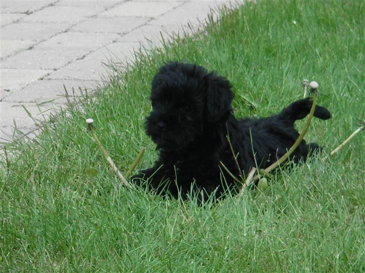 Dvaergschnauzer Mille - ja eller ligge og lure billede 3