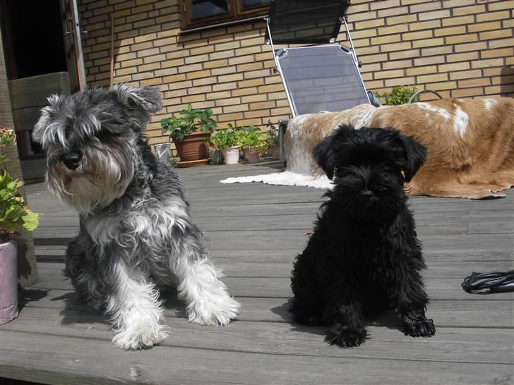 Dvaergschnauzer Mille - Nå her er så mig og Tøffe, hun er lidt reserveret, men jeg er jo også mørk -) billede 4