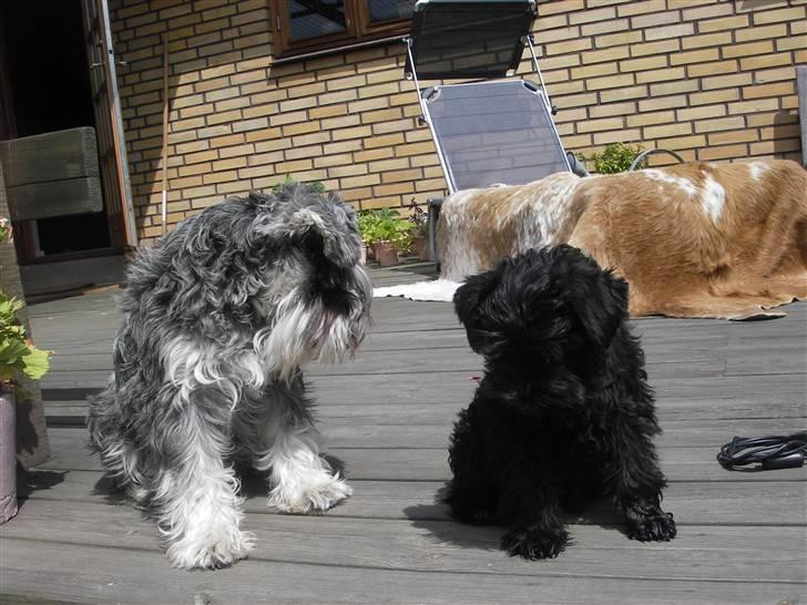 Dvaergschnauzer Mille - Efter dette billede er taget har hun set mig an, og vi er faktisk de bedste venner billede 5