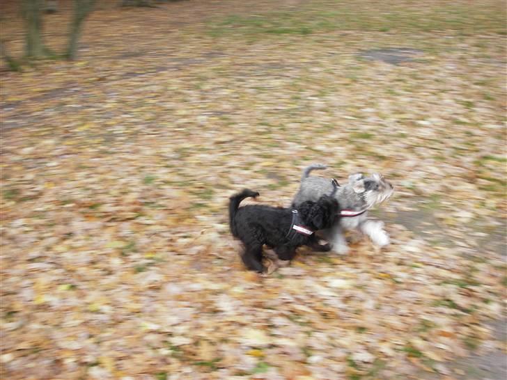 Dvaergschnauzer Mille - Skoven er bare den bedste lege plads. billede 6