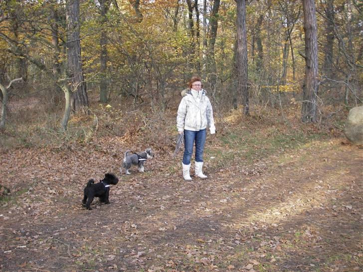 Dvaergschnauzer Mille - Og vi er dernede hver dag sammen med vores "mor" billede 7