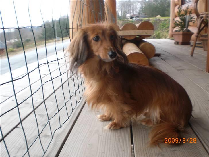 Miniature gravhund Michell billede 17
