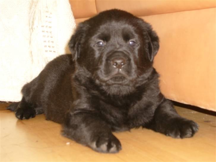 Golden retriever amanda og hugo - bølle billede 9