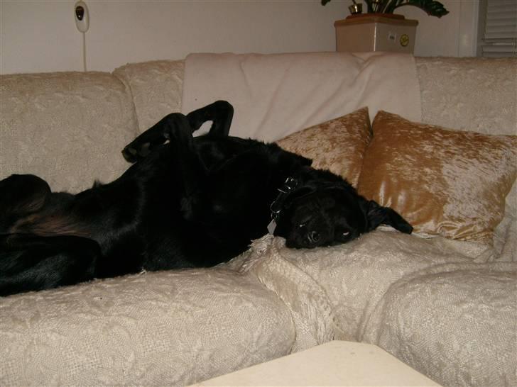 Golden retriever amanda og hugo - jeg er så også godt kold  billede 10