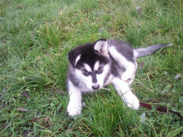 Alaskan malamute kiara. billede 2