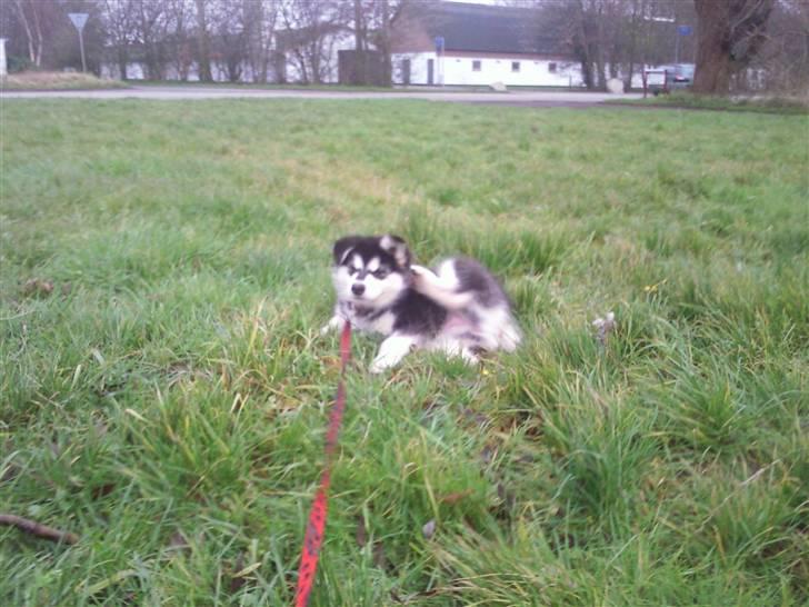Alaskan malamute kiara. - det klør det halsbånd er i vejen  billede 3